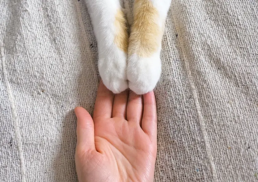cat paws touching human hand
