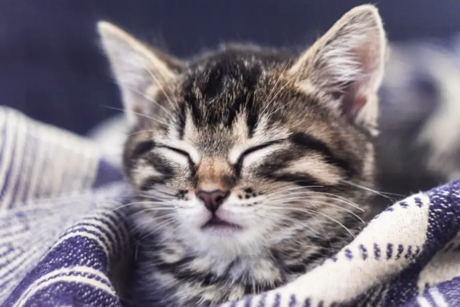 sleeping tabby kitten