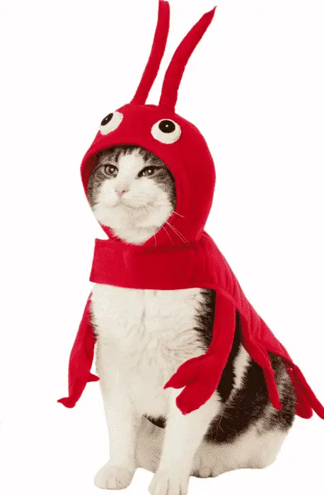 cat in lobster costume