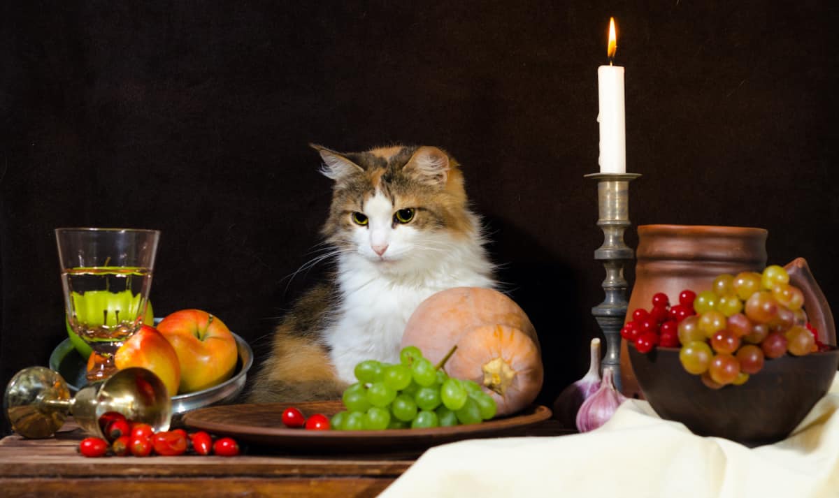 still life with cat pumpkin grapes dog rose green bottle grapes viburnum apples glass and tin glasses and a burning candle in a candlestick