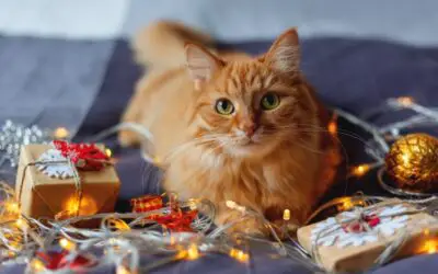 2019 Holiday Gifts for Cats and Cat Lovers
