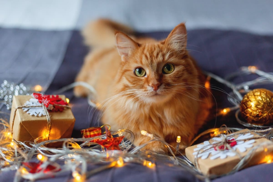 2019 Holiday Gifts for Cats and Cat Lovers