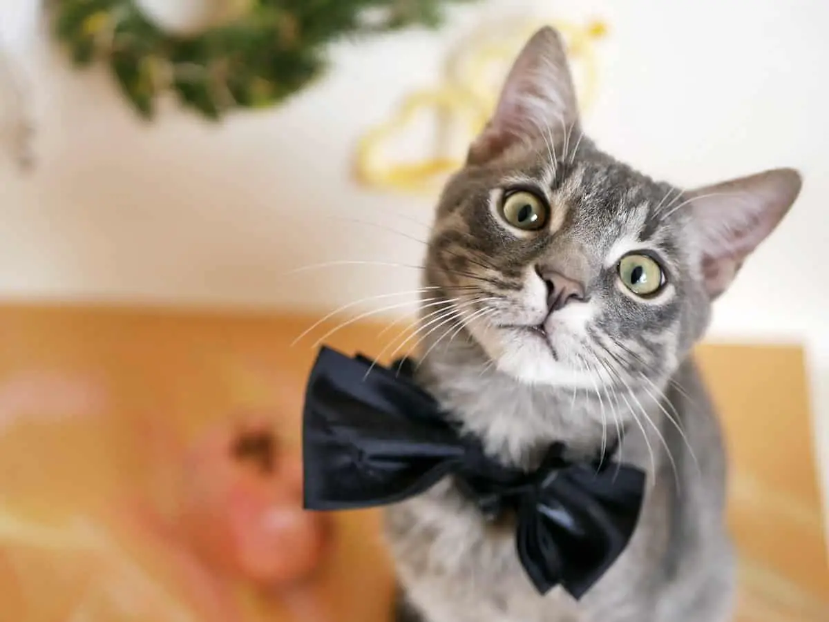 expressive tabby cat face wearing bowtie