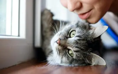 How Pets Can Help You Cope with Loneliness During the Holidays