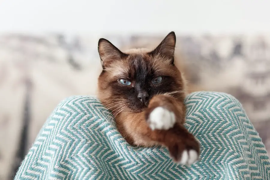 Sleepy cat stretches on a blue blanket