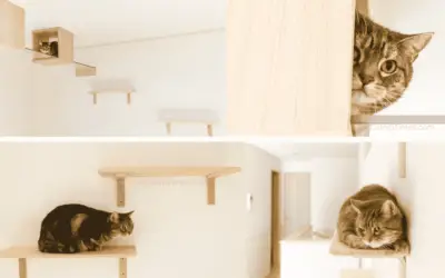 Human Homes Built for Cats