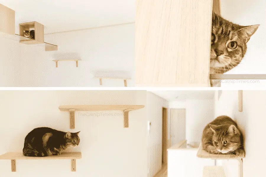 Human Homes Built for Cats