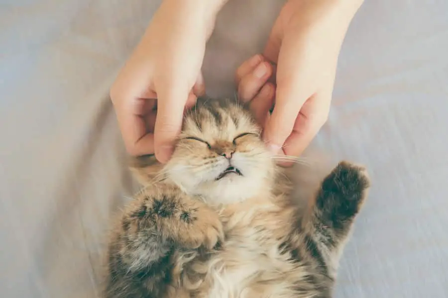 woman hand petting or massage a Persian kitty cat head
