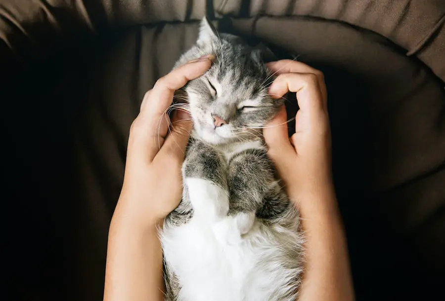 gray striped cat with woman's hand in brown bed