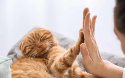 Mirror, Mirror on the Paw – Reflexology for Cats