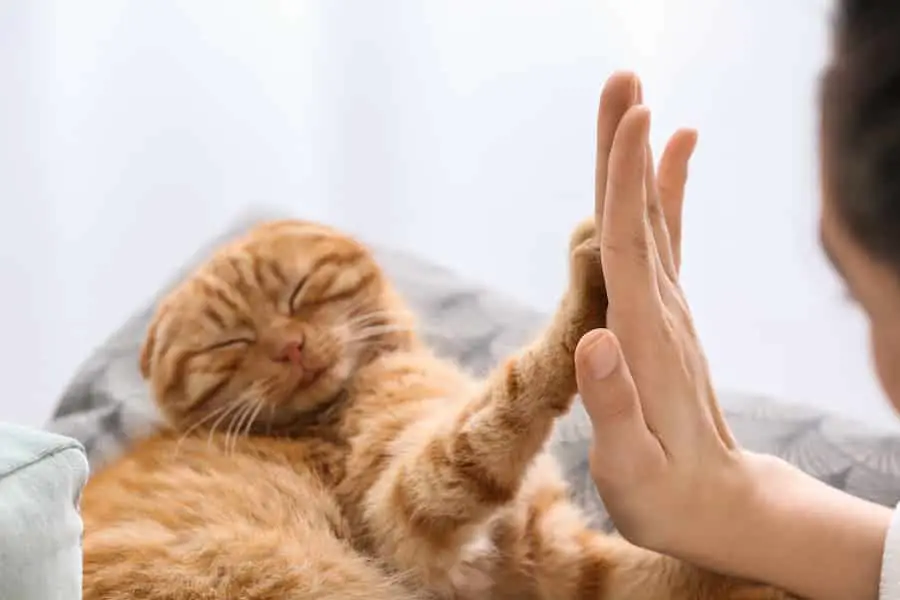 Mirror, Mirror on the Paw – Reflexology for Cats
