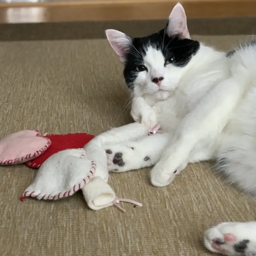 Sweet Pea and valentine heart cat toy relaxing