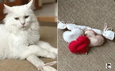 Do It Yourself Valentine Cat Toys
