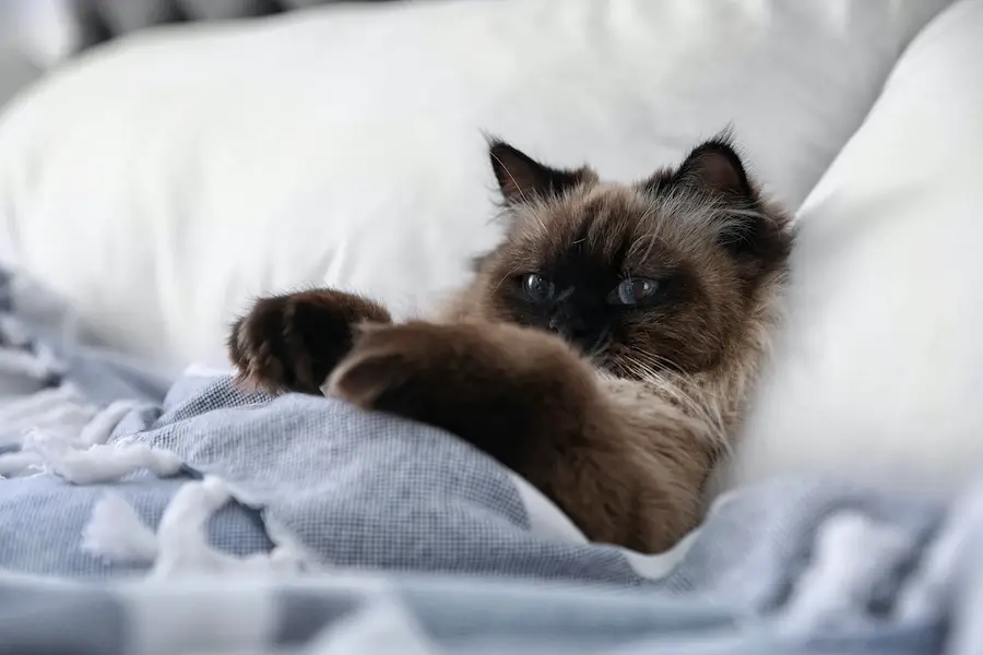 Cute Balinese cat covered with blanket on bed at home.