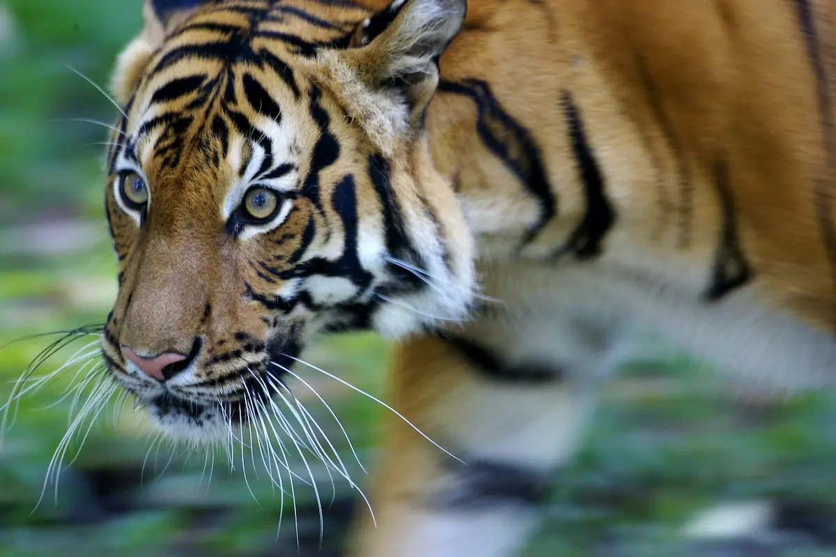 Malayan Tiger