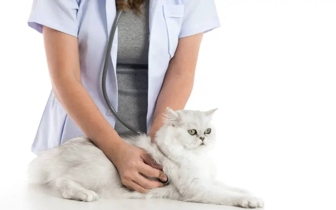 How to Protect Your Pet at the Vet Amid COVID