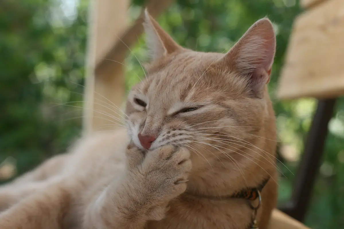 ginger cat laughing