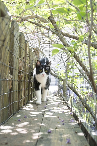 Cuckoo 4 Design outdoor cat tunnel