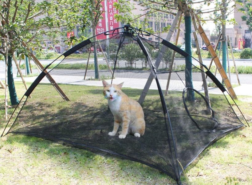 cat tent for safe outdoor play