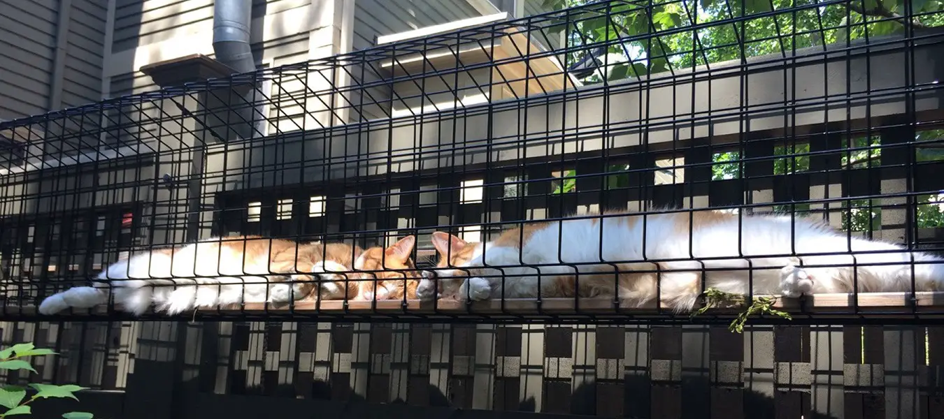 Cat tunnel for purchase at Habitat Haven