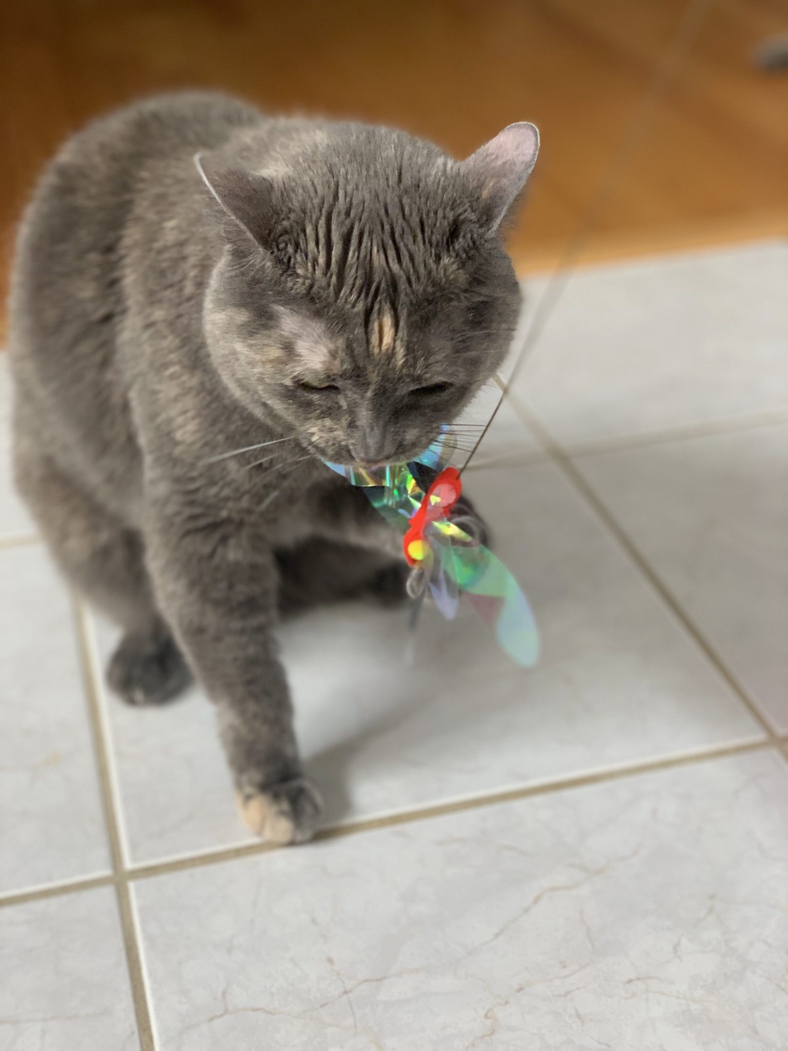 Rustlin Butterfly Teaser