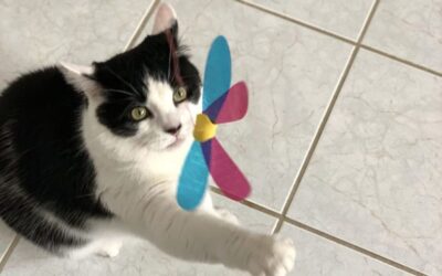 Rompicatz Rustlin’ Cat Toys Review