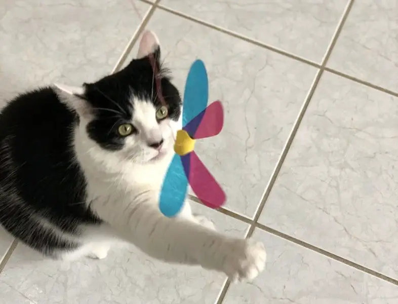 Rompicatz Rustlin’ Cat Toys Review