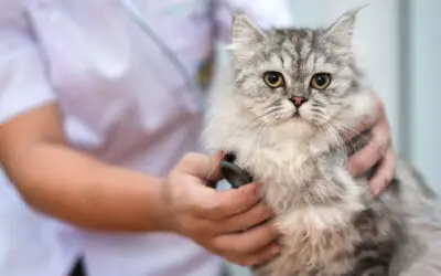 What Is Your Cat Worth? Finding Affordable Veterinary Healthcare