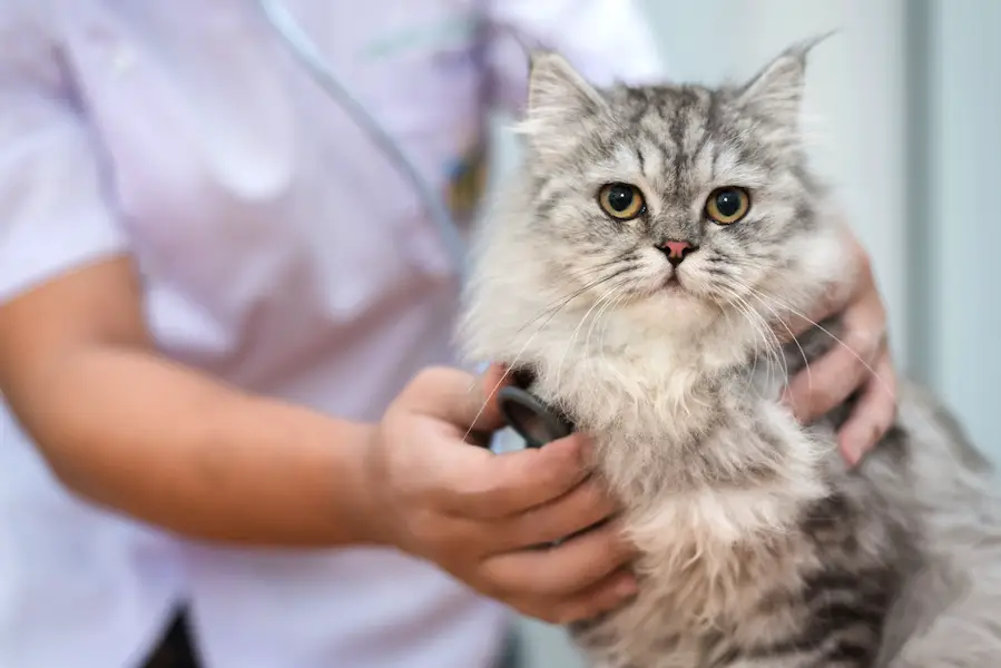 Veterinarian use stethoscope to diagnose cute cat for treatment
