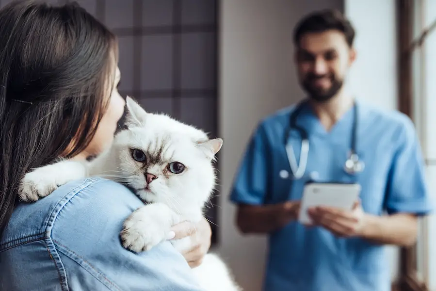 Doctor veterinarian at clinic