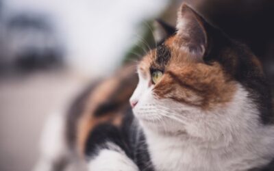 Calico Cat Facts