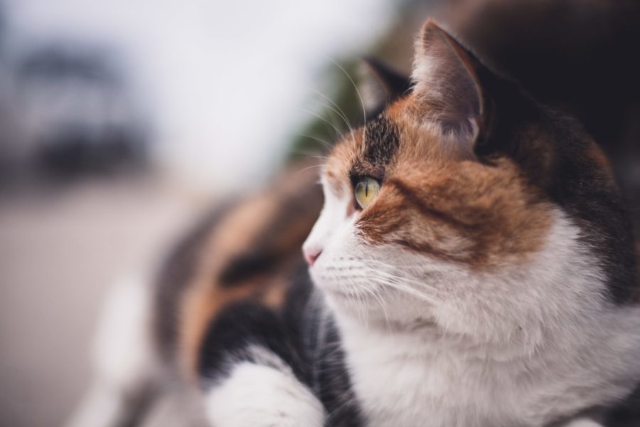 Calico Cat Facts