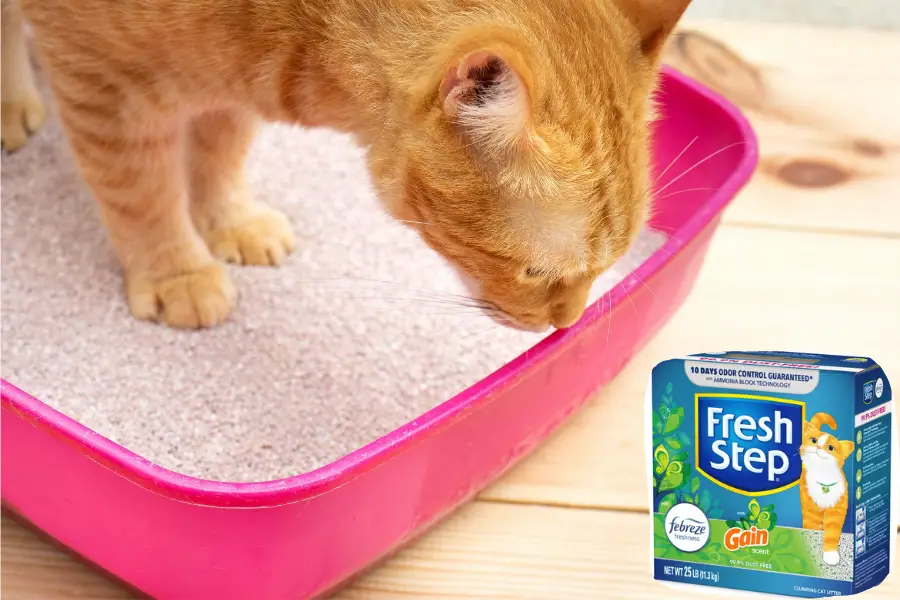 Litter Review: Fresh Step with Febreze Gain Scent