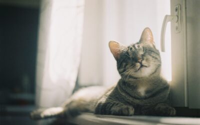 Blind Cat Care: How to Provide the Best for your Pet