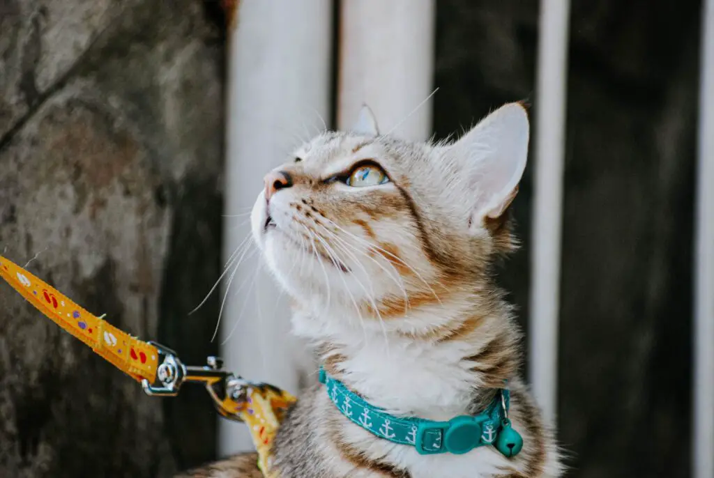 cat with leash and harness