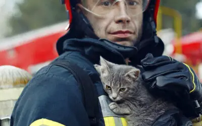 National Pet Fire Safety Day- How You Can Prepare Your Cats