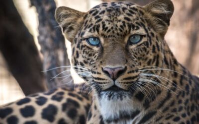 Foster Kittens Visit The San Antonio Zoo