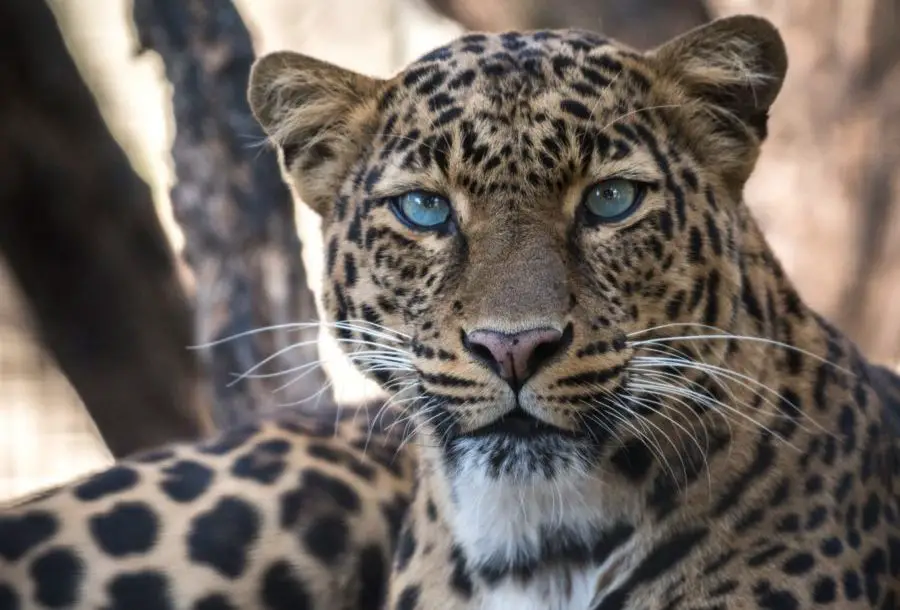 jaguar at san antonio zoo