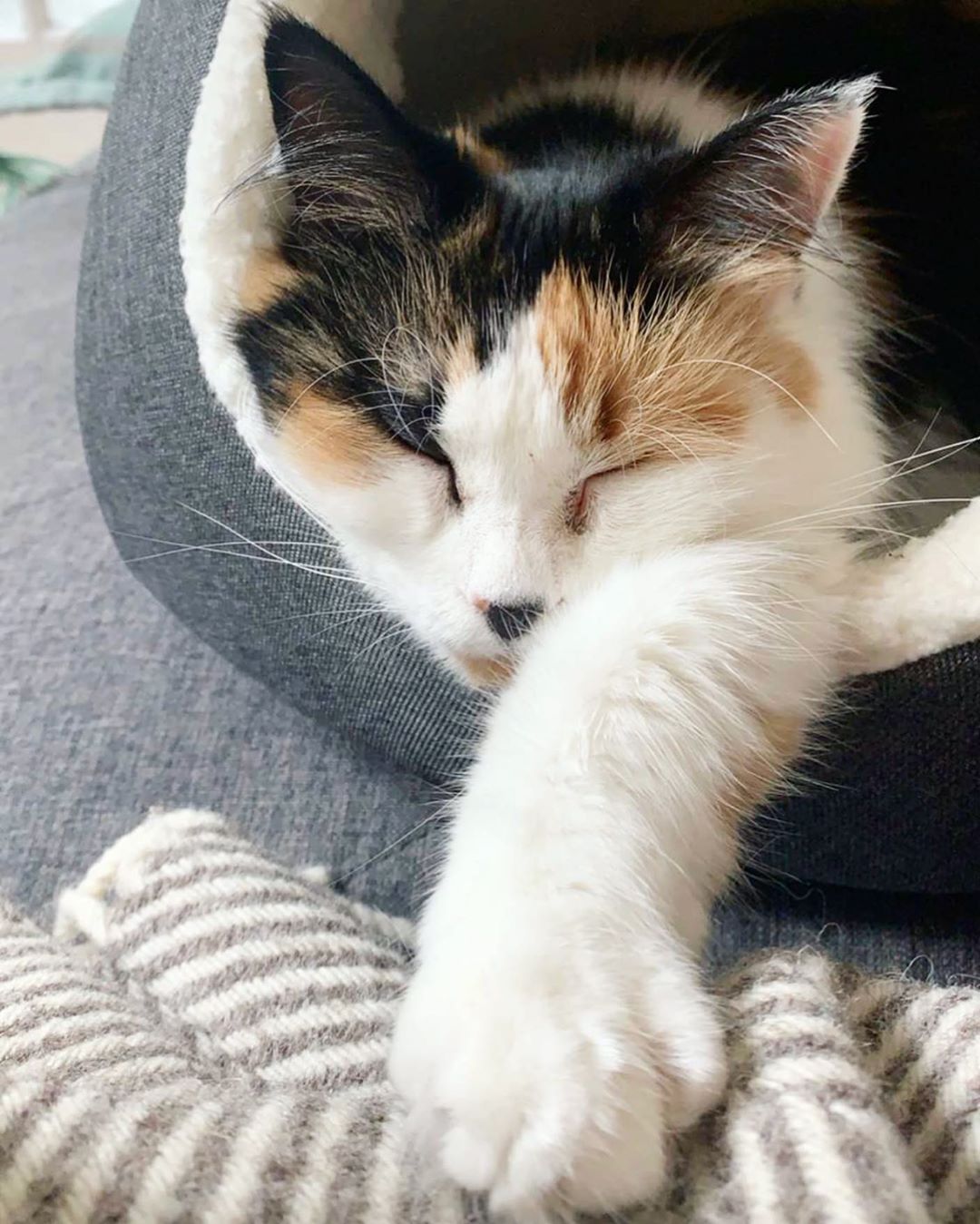 ladybeatrice_thecat