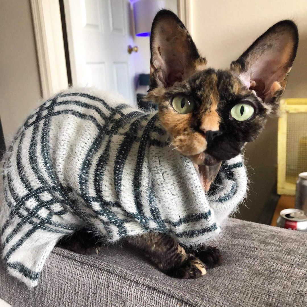 tangothesphynx on Instagram