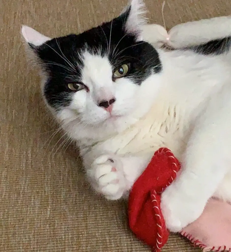 black and white cat playing with cat toy