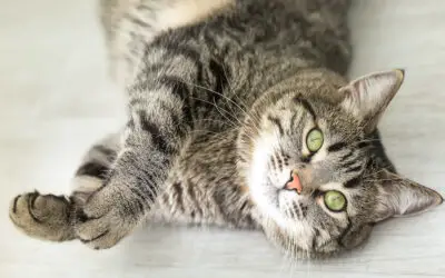 How Long Do Cats Live? 4 Ways to Lengthen Your Cat’s Lifespan