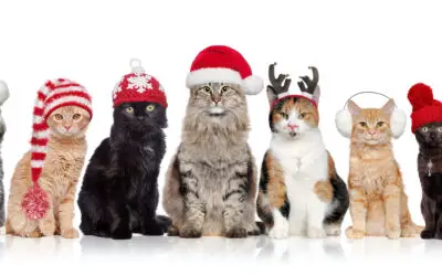 The Ultimate Holiday Gift Guide For Cats And The Humans That Love Them