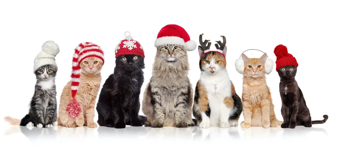 group of cats sitting in a raw in a white background wearing christmas hats
