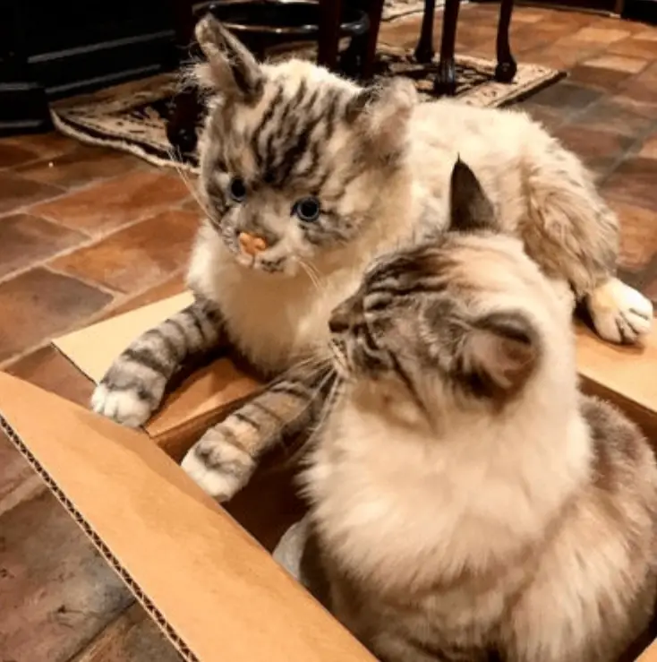 petsies