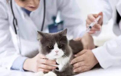 Will There Be a COVID19 Vaccine for Cats?