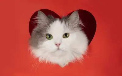 Gifts Your Cat Will Love This Valentine’s Day