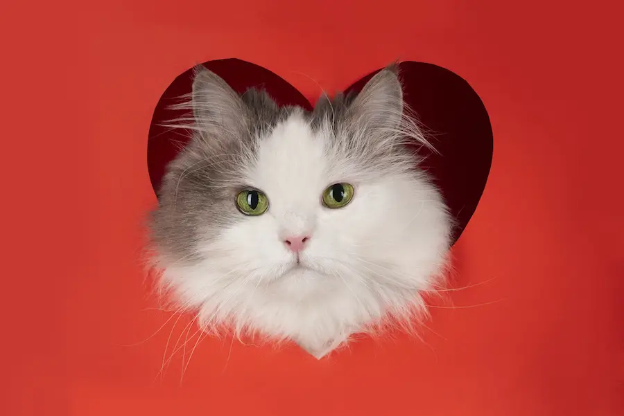 fluffy cat for valentines day in red heart