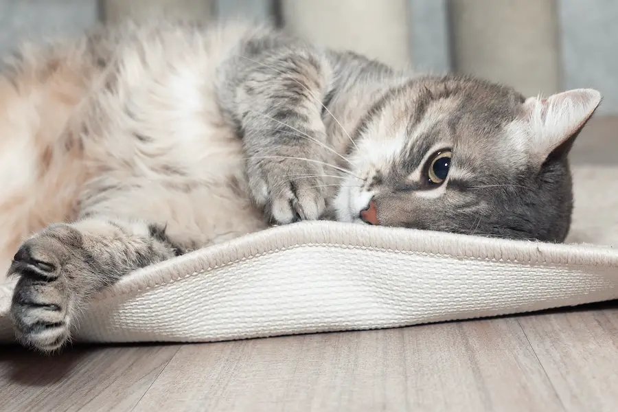 cat laying on a litter mat