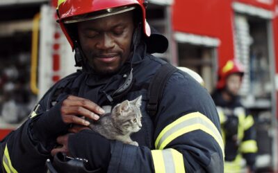 Cat Rescued from Airport Ceiling